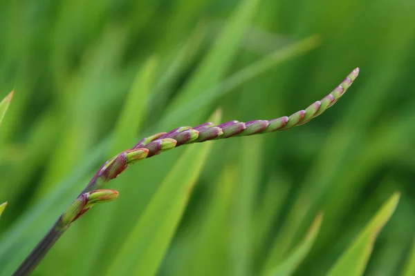 stock image Flower buds