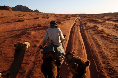 Ride a camel in Wadi Rum, Jordan clipart