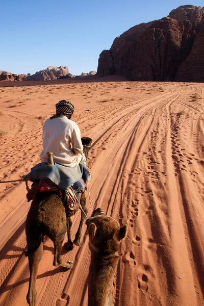 Поездка на верблюде — стоковое фото