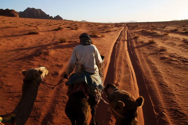 Поездка на верблюде в Вади Рам, Иордания — стоковое фото