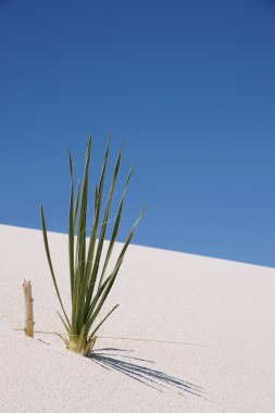 Plants in white sand national monument clipart