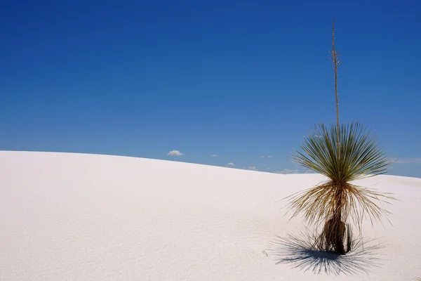 stock image White Sand NP