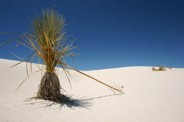 stock image White Sand NP