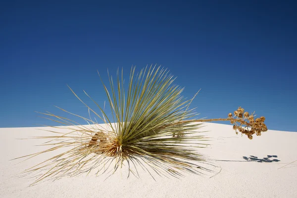 stock image White Sand NP