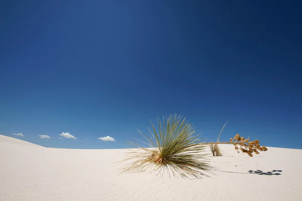 stock image White Sand NP