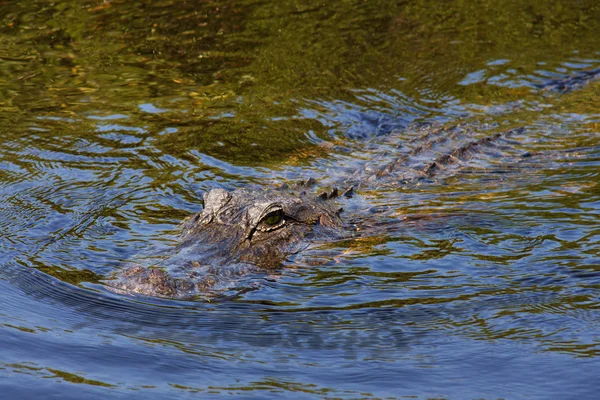 Alligator in Mittellichtungen — Stockfoto