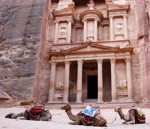 Petra içinde Develer — Stok fotoğraf