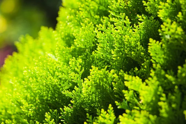 Cipreste arbusto verde brilhante — Fotografia de Stock