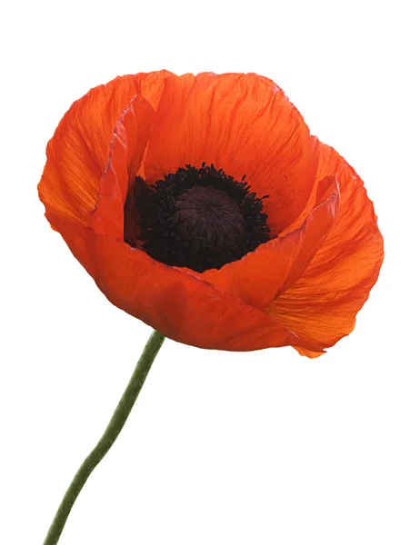 stock image Red poppy