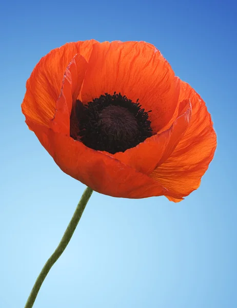 stock image Red poppy