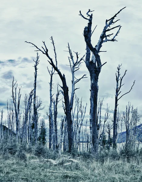 Kísérteties erdő. — Stock Fotó