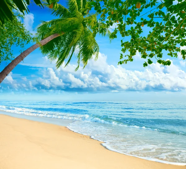 Beach tropical — Stock Photo, Image