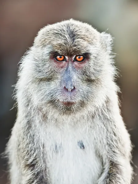 Portrait macaque — Photo