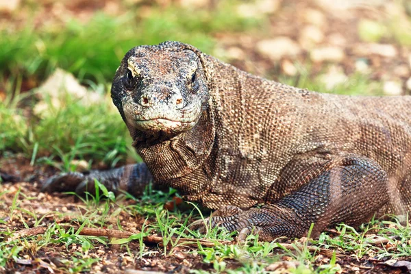 Dragão de Komodo — Fotografia de Stock