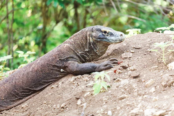 Dragón de Komodo — Foto de Stock