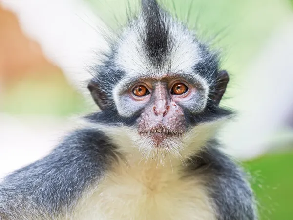 Του Thomas φύλλων μαϊμού — Φωτογραφία Αρχείου