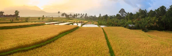 Arroz arroz panorama — Foto de Stock