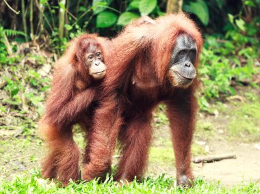 Sumatrian orangutan clipart