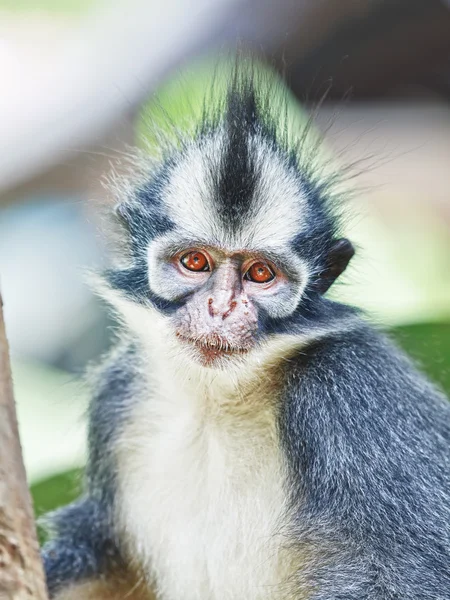 Macaco-folha-de-Thomas — Fotografia de Stock