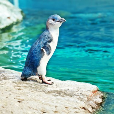 Blue penguin clipart