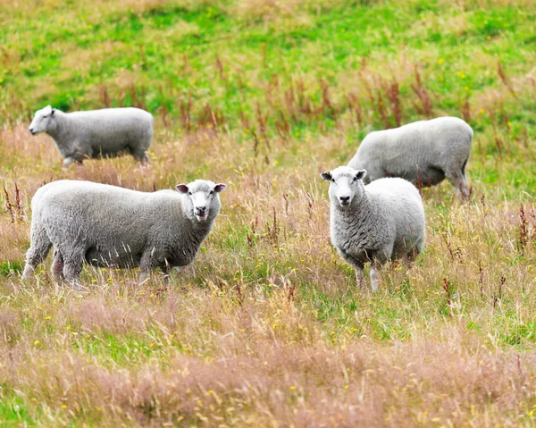 Stock image Sheeps