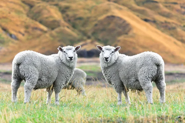 stock image Sheeps