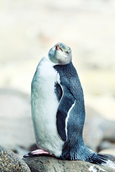 Pinguino dagli occhi gialli — Foto Stock