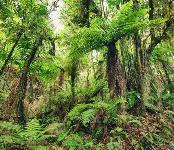 Fern tree — Stock Photo, Image