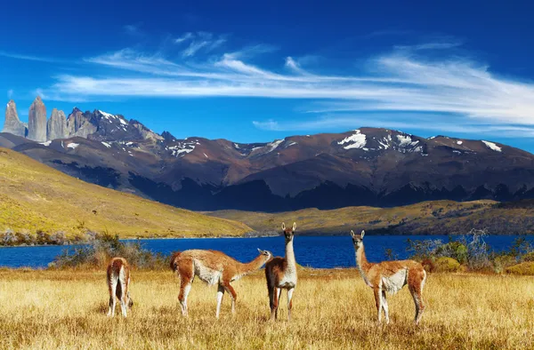 Торрес-дель-Пайне, Патагония, Чили — стоковое фото