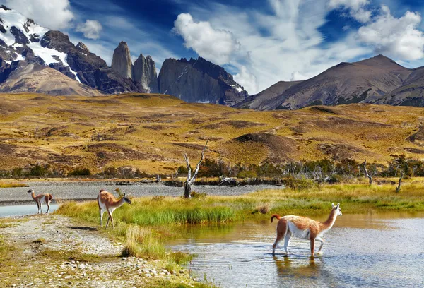 Torres del paine, Patagonië, Chili — Stockfoto