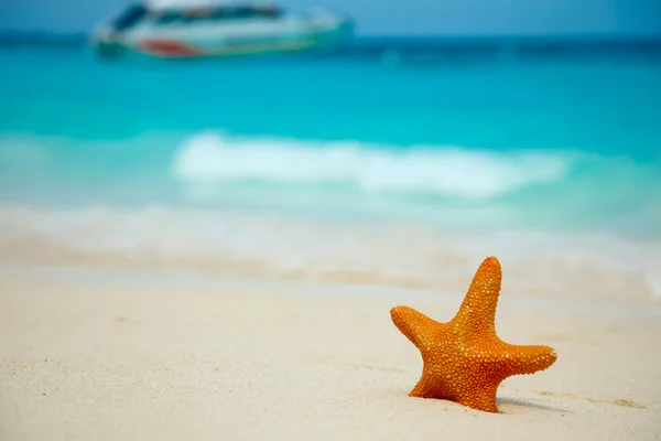 Étoile de mer sur la plage. Photo De Stock