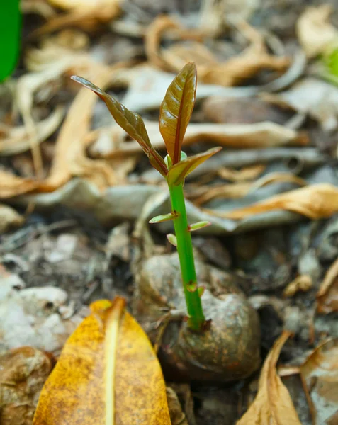 stock image Coconut sprout.