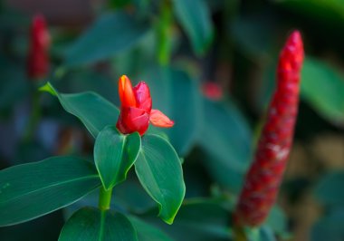 Kırmızı curcuma.