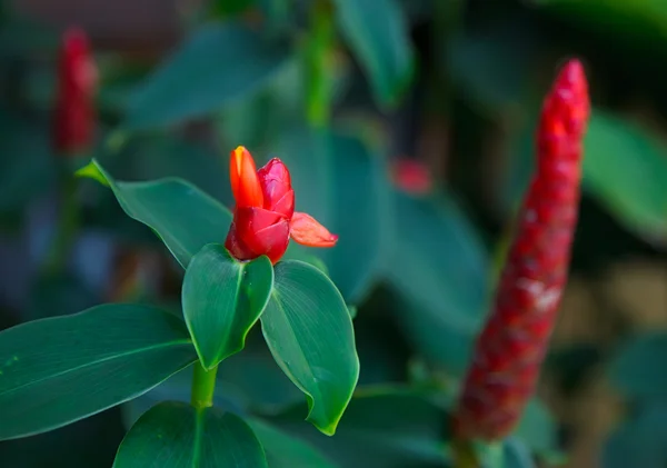 stock image Red curcuma.