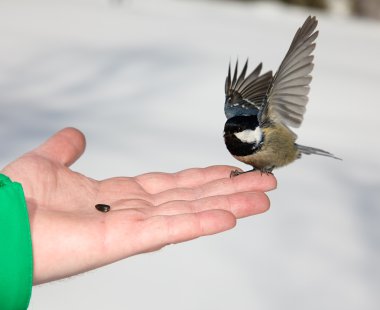 chickadee