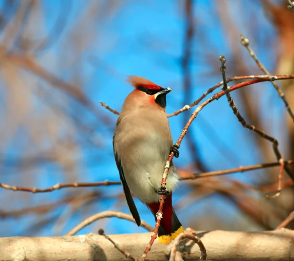 Waxwing. 스톡 이미지