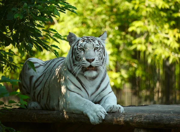 Weiße Tigerin. Stockfoto