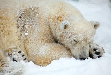 Sleepeng polar bear. clipart