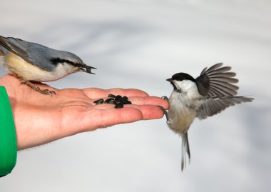 Birds on the hand clipart