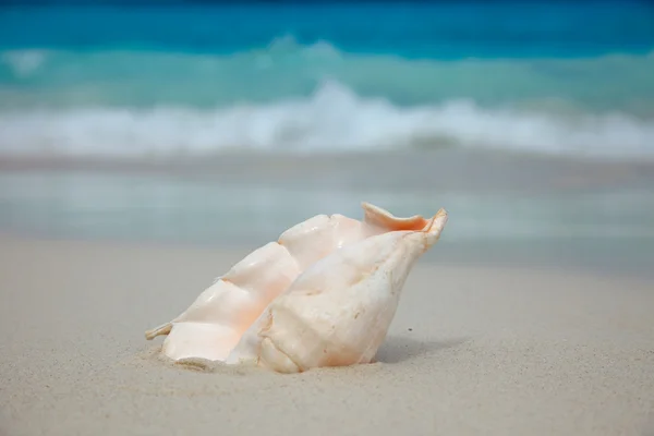 stock image Shell on the beach.