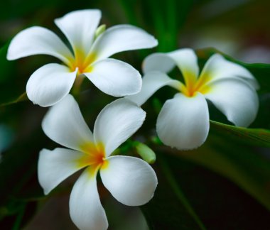 Beyaz plumeria.