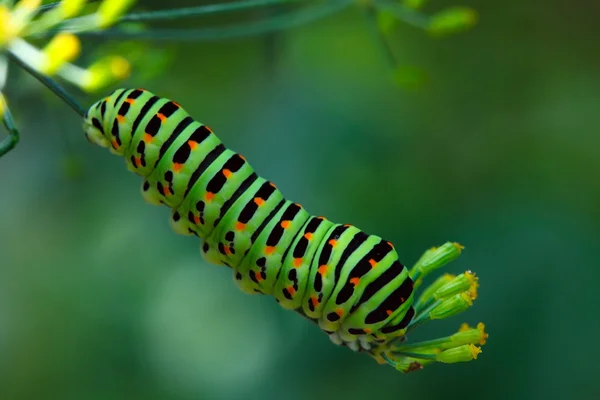 Swallowtail caterpillar — Stockfoto