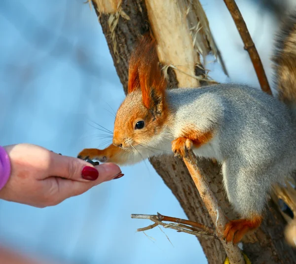 stock image Squirrel.