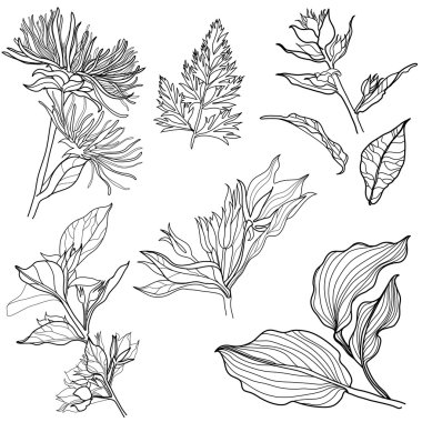 Set of floral design elements clipart