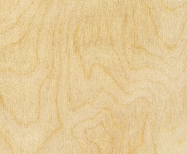 Struktura drewna brzozowego — Zdjęcie stockowe