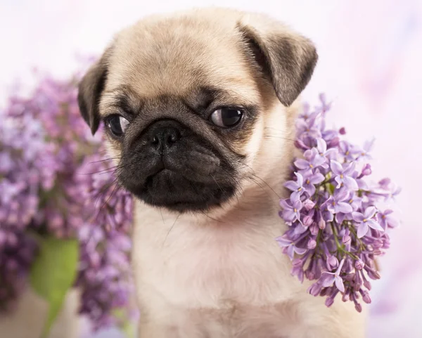 Yakın çekim portre pug yavrusu ve çiçek leylak çiçekler — Stok fotoğraf