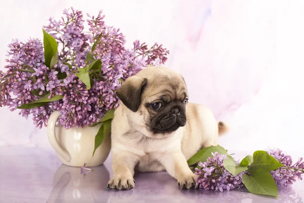 Primer plano retrato pug cachorro y flores lilas flores — Foto de Stock