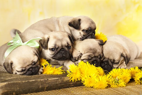 세로 pug 강아지와 민들레 꽃 — 스톡 사진