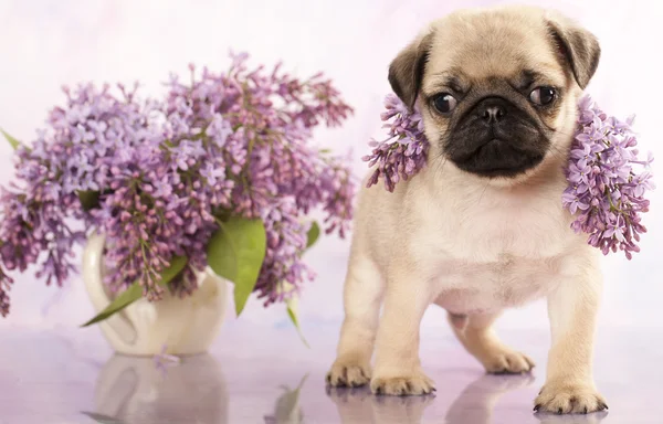 Pug puppy en spring lilas bloemen — Stockfoto