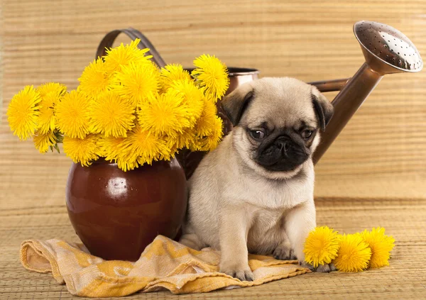 Pug puppy and dandelions — Stock Photo, Image